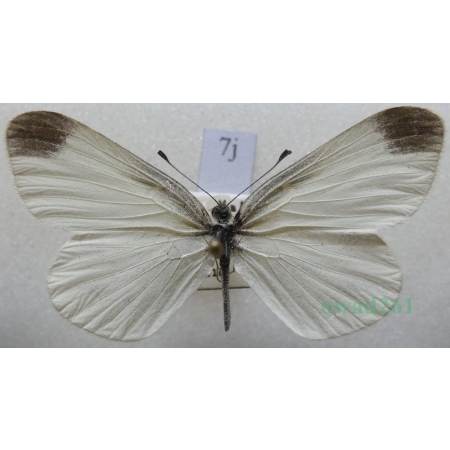 Leptidea reali Reissinger, 1989 male Wietek Reala Czech7j